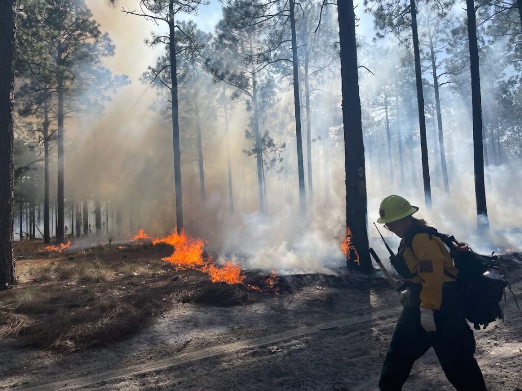 Woman in Nomex walks on the fireline in front of a ncprescribed fire