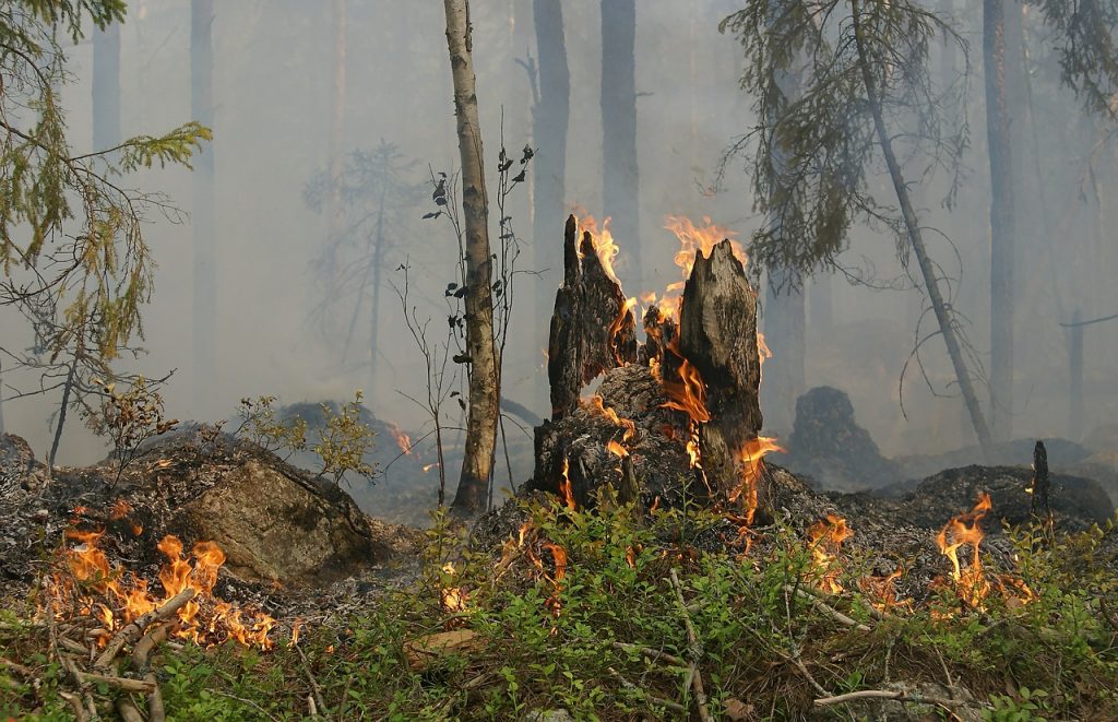 forest fire, fire, boat rapids-432877.jpg